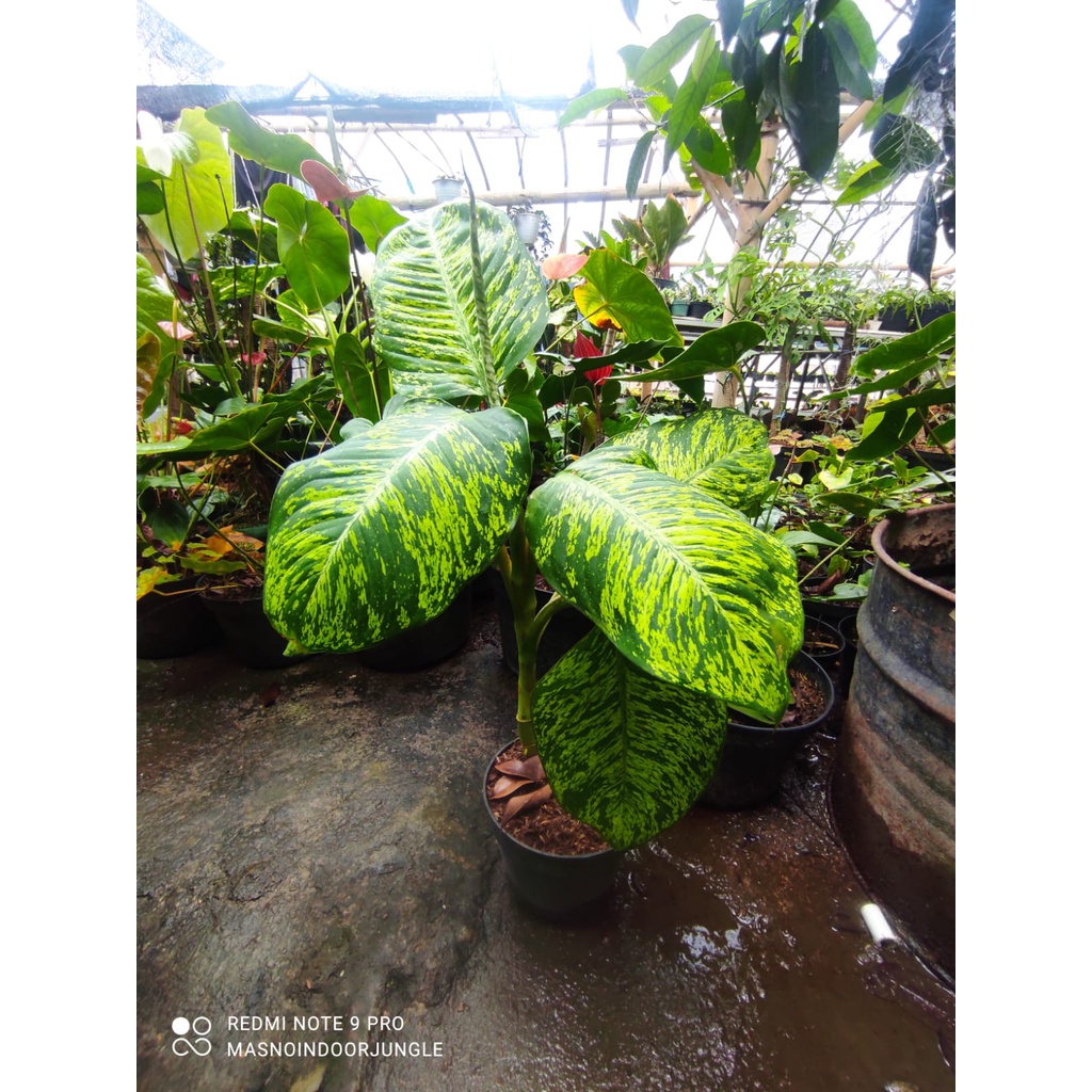 Tanaman Aglonema Anggun Ayu - Tanaman Hias Diven Anggun Ayu Besar/Induk