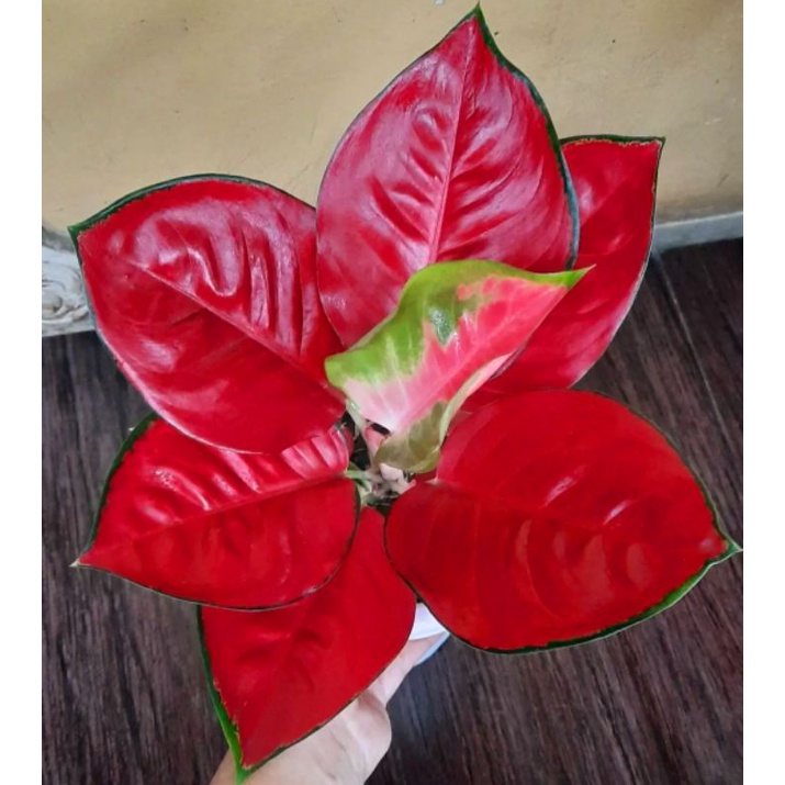 Aglonema Suksom - tanaman hias hidup - bunga hidup - bunga aglonema - aglaonema merah - aglonema mer