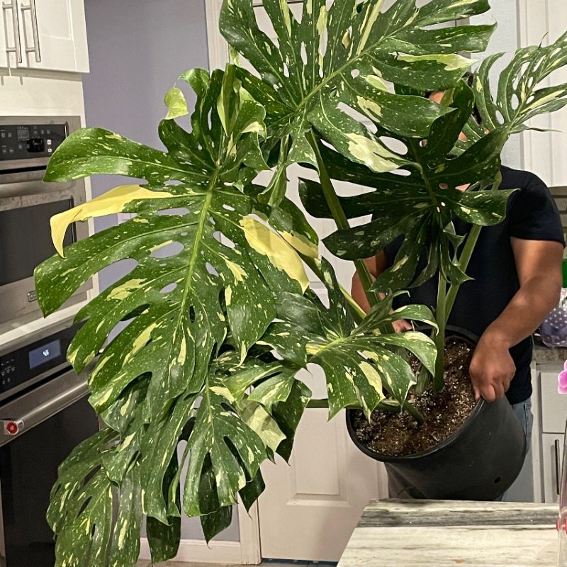 monstera Thai consteletionts varigata ekonomis