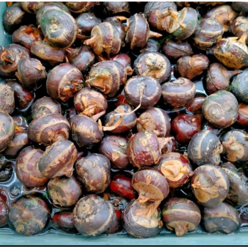 

Water chesnut 1kg fresh