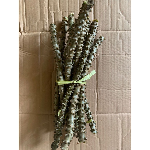 

batang brotowali segar 500gr