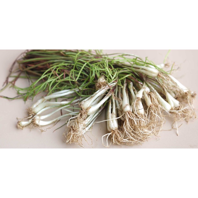 

lokio / lengkio 1 ikat