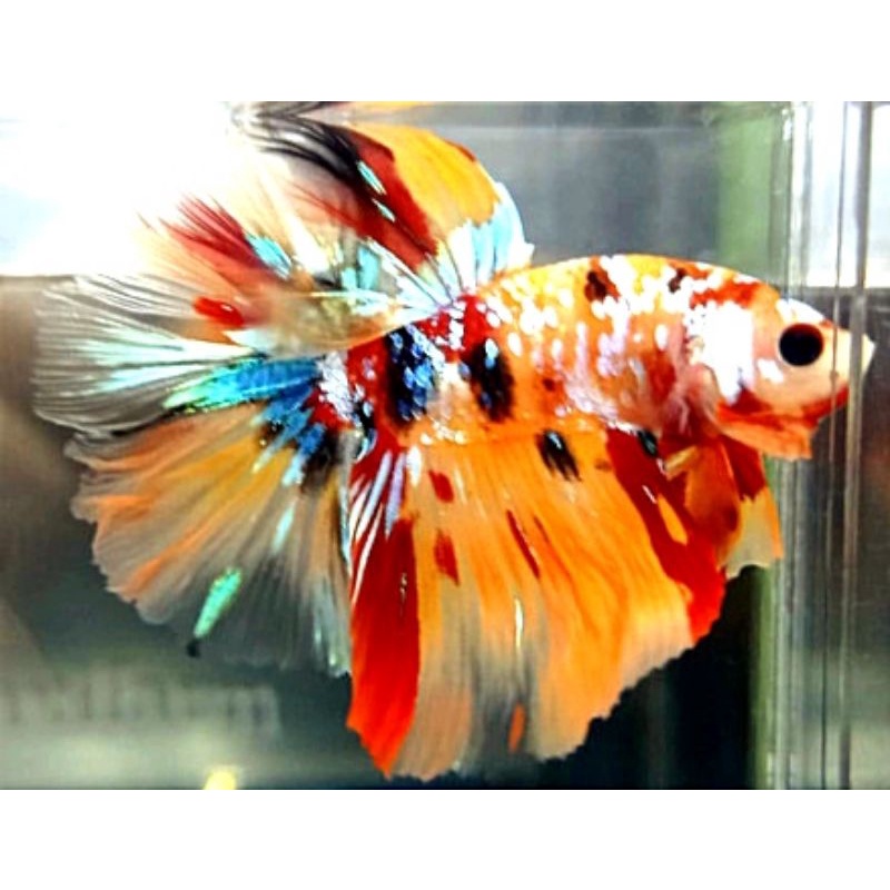 Halfmoon Hiasan Kamar Multicolor Male/Female