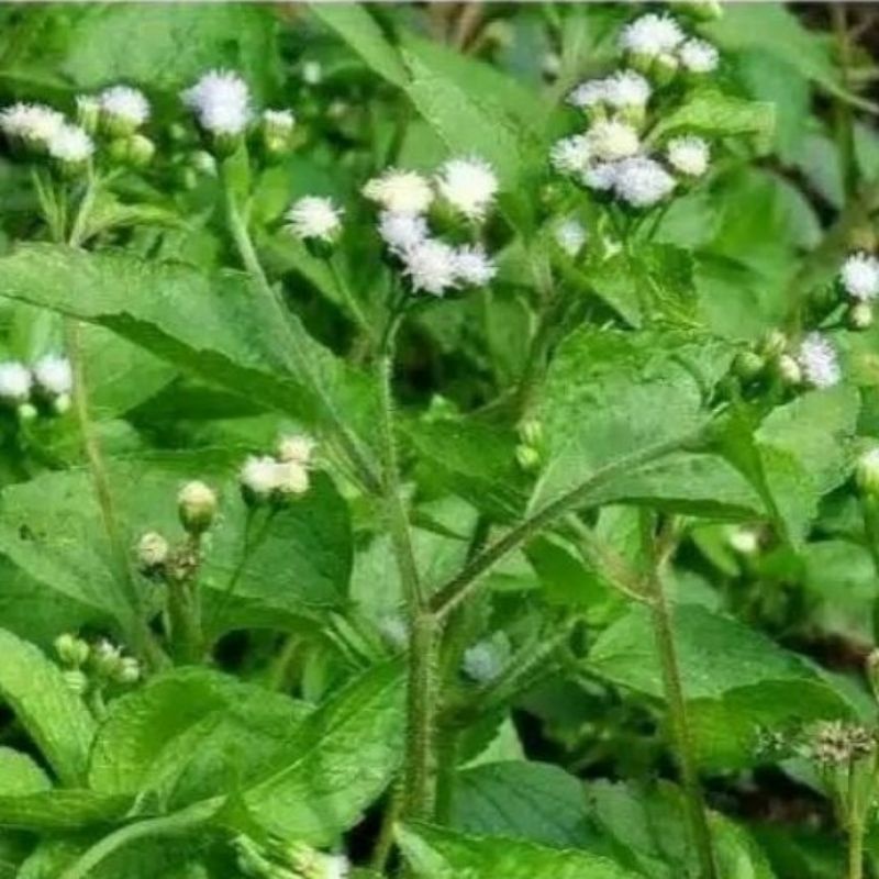 

DAUN BANDOTAN SEGAR 1KG MURAH OBAT HERBAL OBAT TRADISIONAL