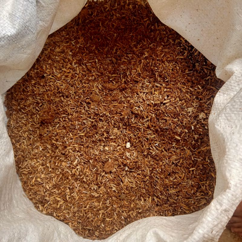 SEKAM PERMENTASI MEDIA TANAM AGLONEMA 1 KARUNG