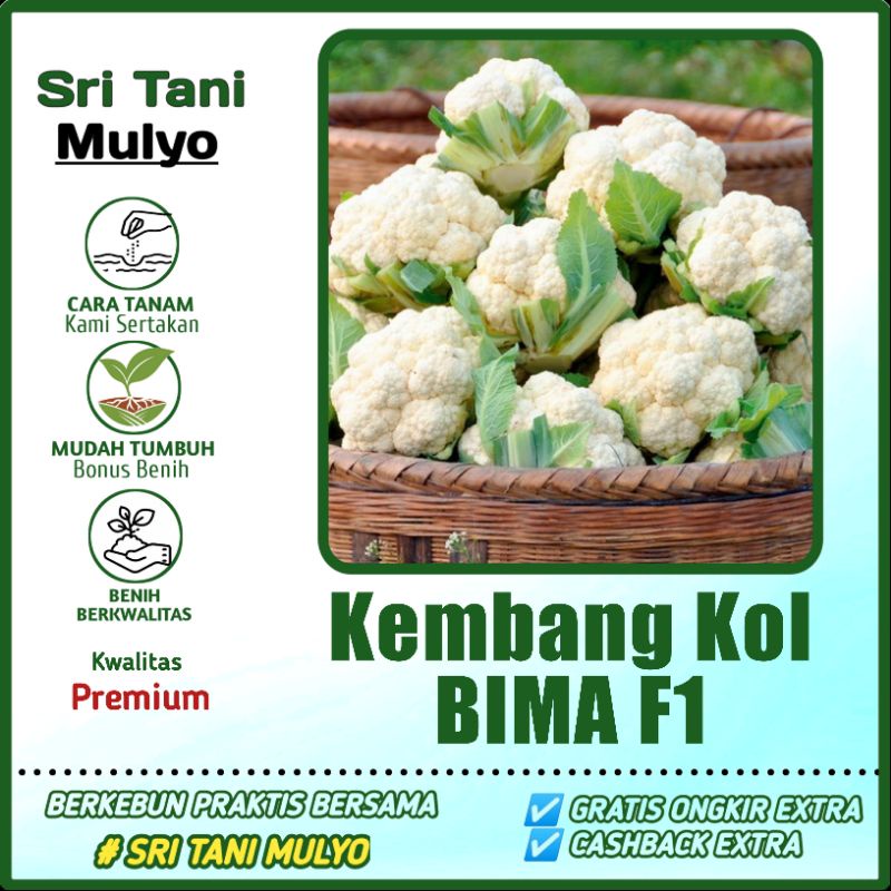 50 Biji - Benih Kembang Kol BIMA 45 F1 - Bibit Sayuran - Benih Sayuran Bibit Sayuran Bunga Kol Broko