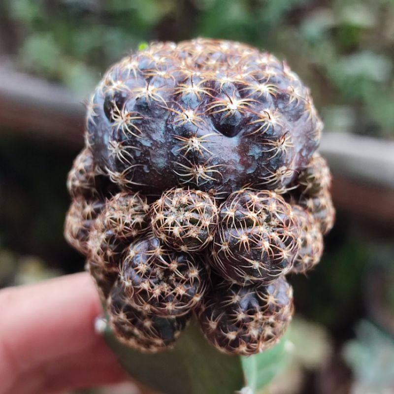 Kaktus Lobivia Arachnacantha Cluster Graft