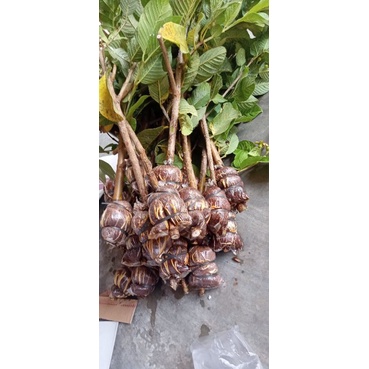 potong cangkok jambu kristal 1kg muat 5 batang
