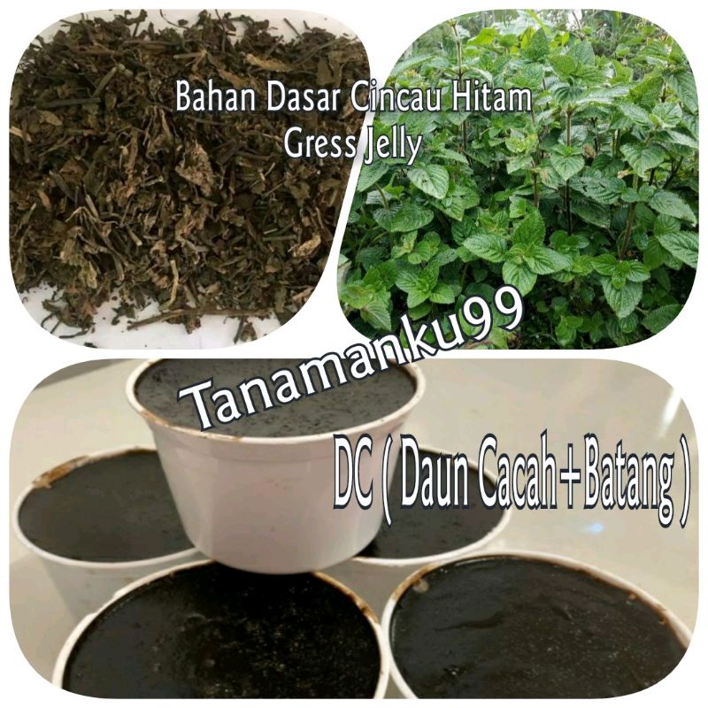 Daun Janggelan ( Daun Cacah + Batang ) Bahan Cincau Hitam 1kg