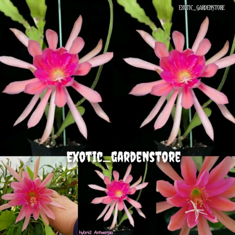 Tanaman Wijaya kusuma hybrid(id epiphyllum Antwerpia) asli 100%import bergaransi sampai mekar berbun