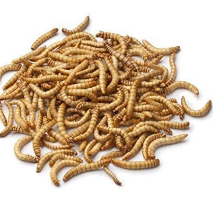 

Terlaku... Ulat Hongkong hidup 100gr/1ons