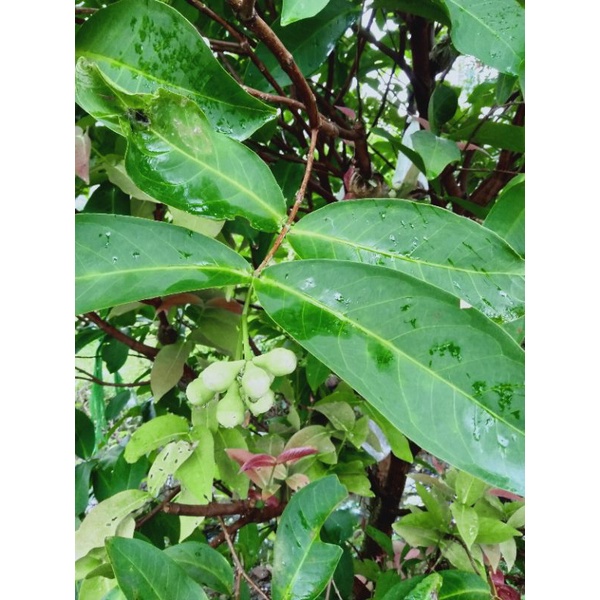 Bibit Cangkok Jambu citra