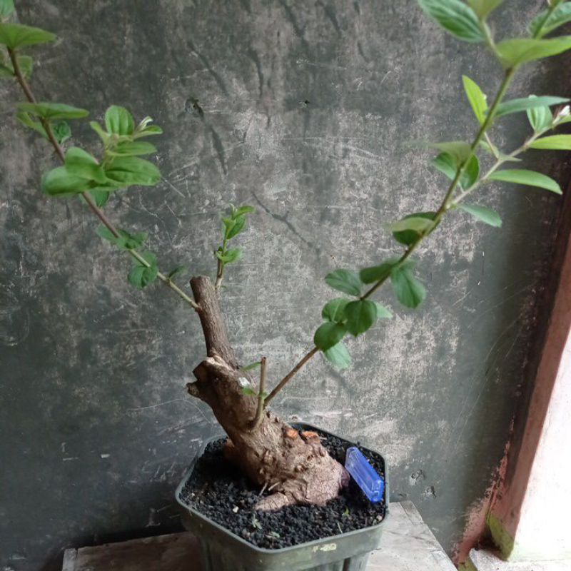 bahan bonsai bidara arab realpic