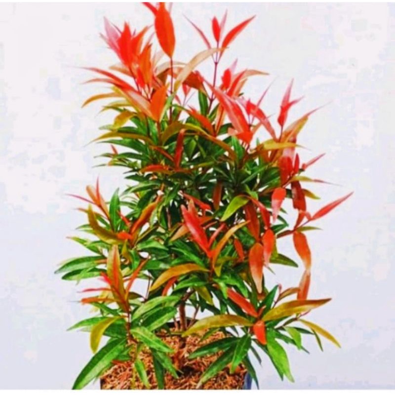 Tanaman hias pohon pucuk merah tinggi ±50cm / pucuk merah rimbun cantik
