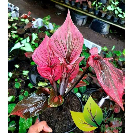 Caladium Termurah Ceriah/Tanaman Red Kujang Cantik/Tanaman Hot Gokil/Red Kujang Terbaik/Bisa COD