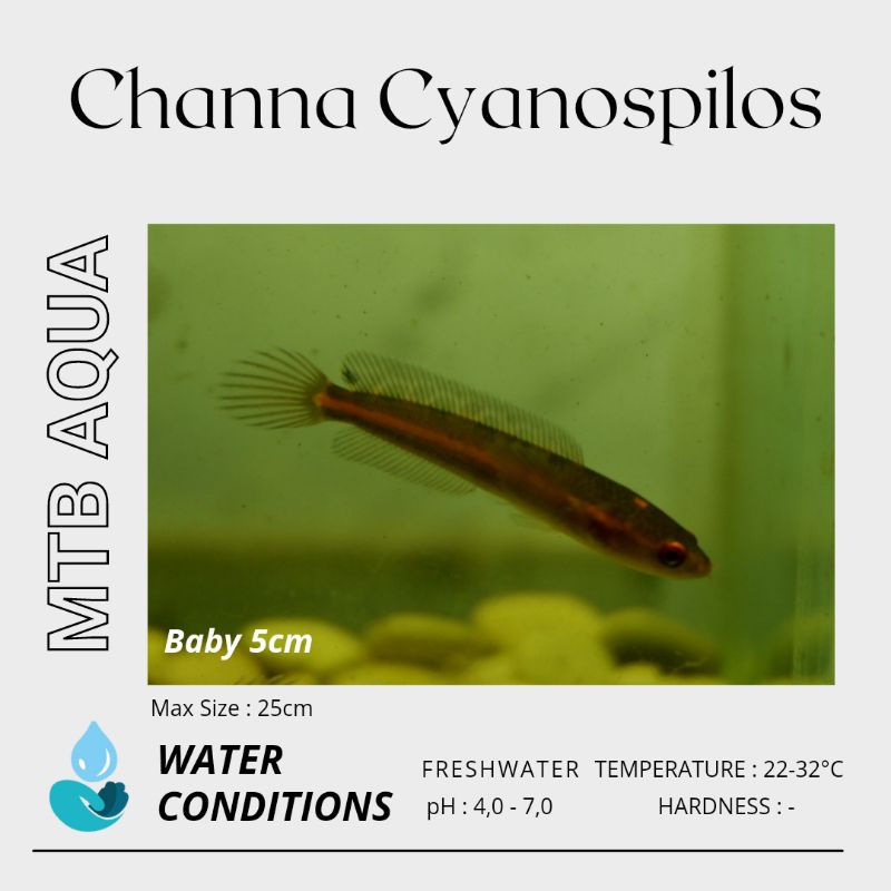 CYANOSPILOS (Blue Spotted Snakehead) 4-5cm