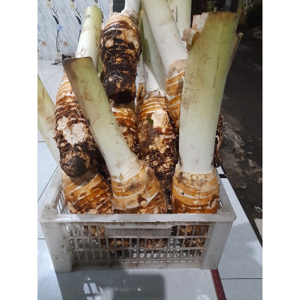 

Bentul / Talas 10000/kg