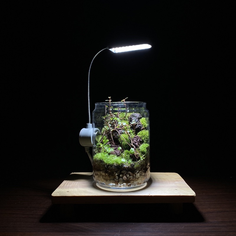 Terrarium Kit (Forrest Tube) | DIY Starter Kit Terrarium