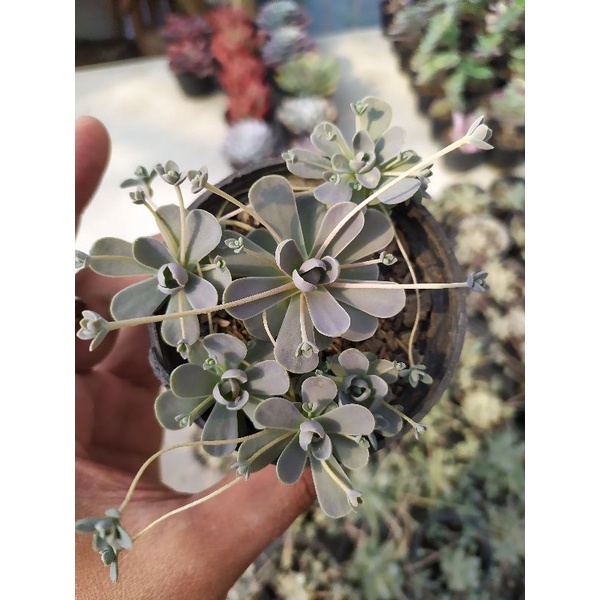 Sukulen Echeveria orostachys iwarenge | kaktus dan sukulen