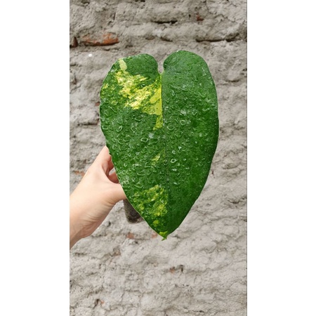 syngonium chiapense varigata pucuk otw 2 daun