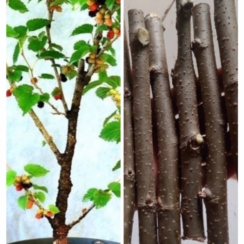 Tanaman Buah MURBEI JUMBO - Murbei Giant - Cutting