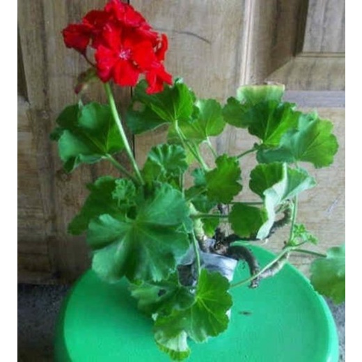Tanaman Hias Bunga Geranium / Tanaman hias murah
