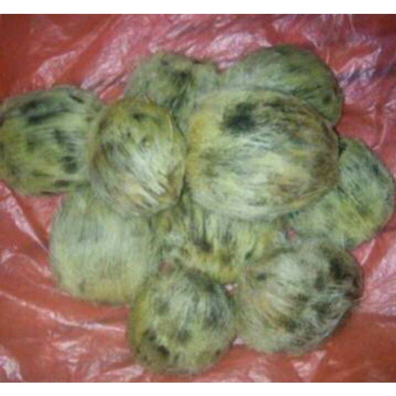 Bibit biji Siwalan/lontar isi 10 biji siap tanam