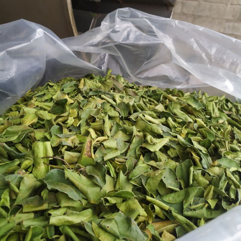 

Daun Jeruk Purut Kering 1Kg (Oven) Bahan Herbal