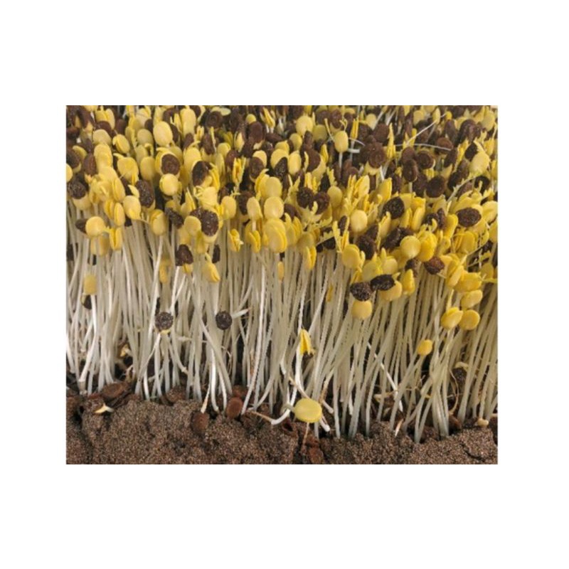 

Biji Kemplang Bibit Ale Klampis Harga Per 1 Kg , Biji Ale Sayur, Biji Kecambah Ale / Tauge / Taoge Ale Klampis