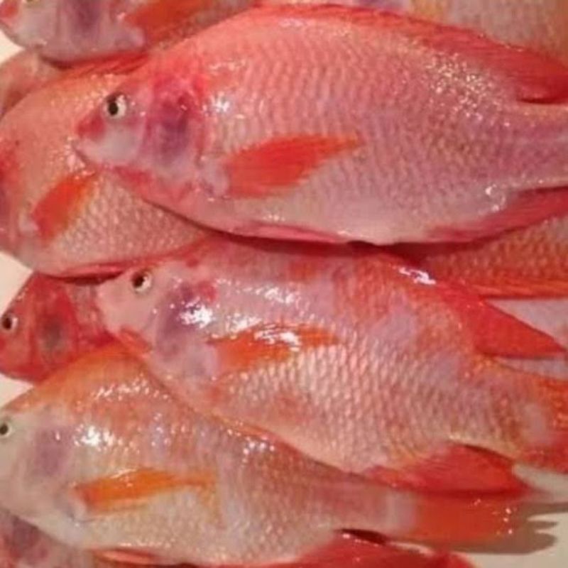 

ikan nila merah 1/2kg