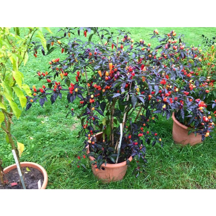 Suplayer Benih Cabai Pelangi Bibit Cabai Pelangi Biji Cabai Import