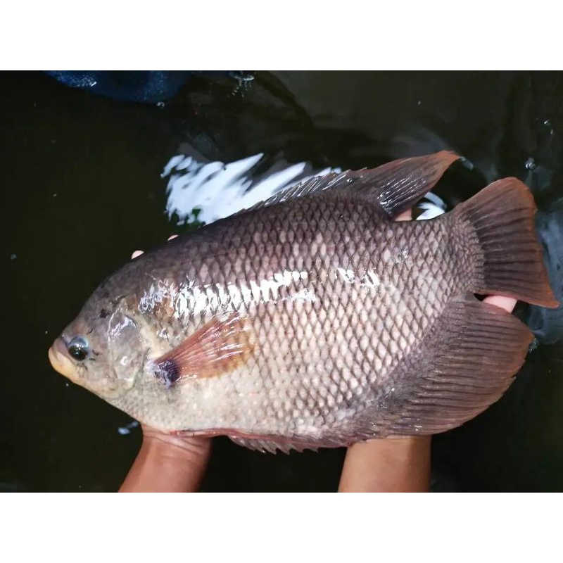 

ikan gurame hidup segar