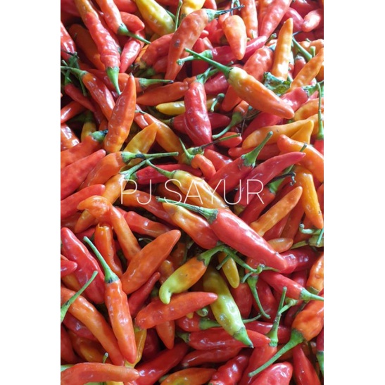 

cabe rawit merah / cabe setan 1 kg
