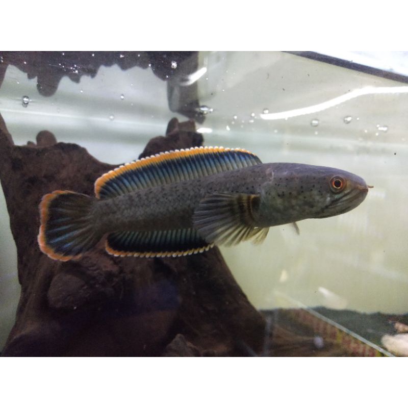 cod kebutuhan aquarium channa cana limbata bahan kontes uk 15cm ++ galak