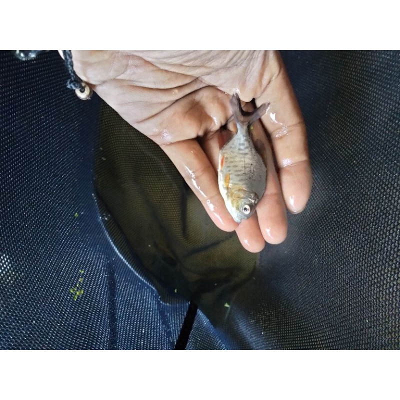

bubit ikan bawal