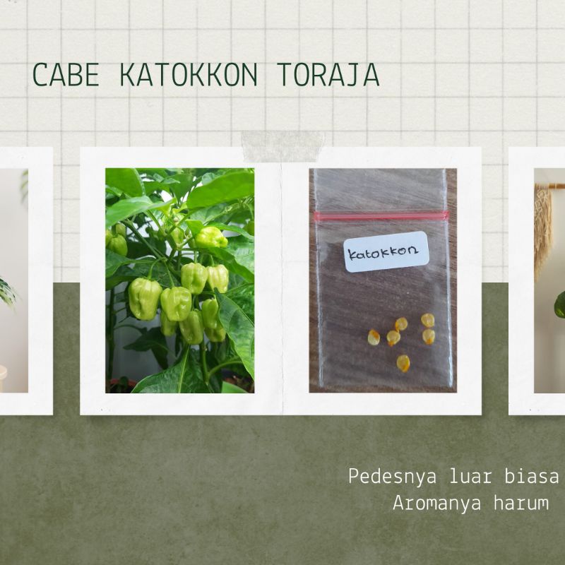 

CABE KATOKKON TORAJA