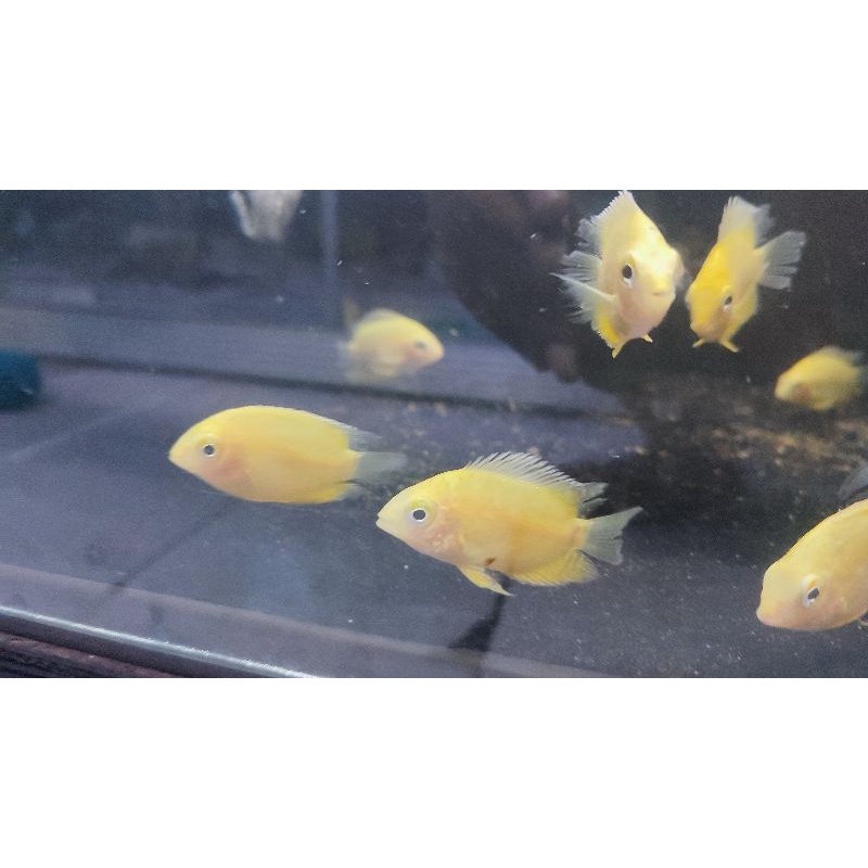

ikan golden severum