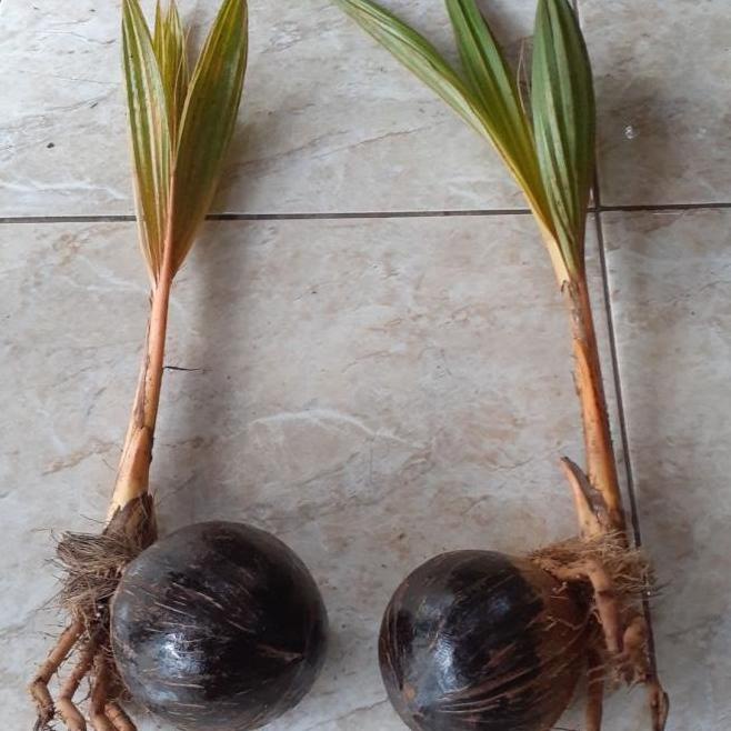 bonsai kelapa bibit gading orange