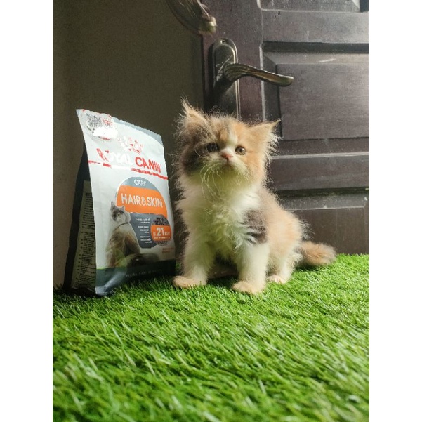 Kitten Flatnose