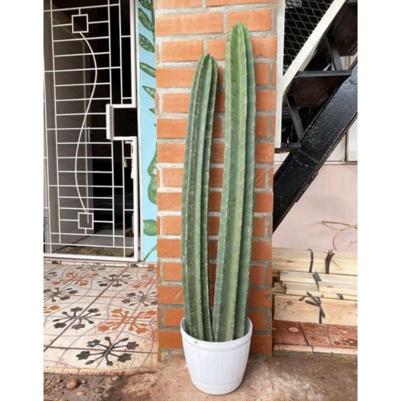 Tanaman Hias Kaktus koboi Tinggi 1Meter - Pohon Kaktus koboi Murah - Kaktus Hidup - Tanaman His Hidu