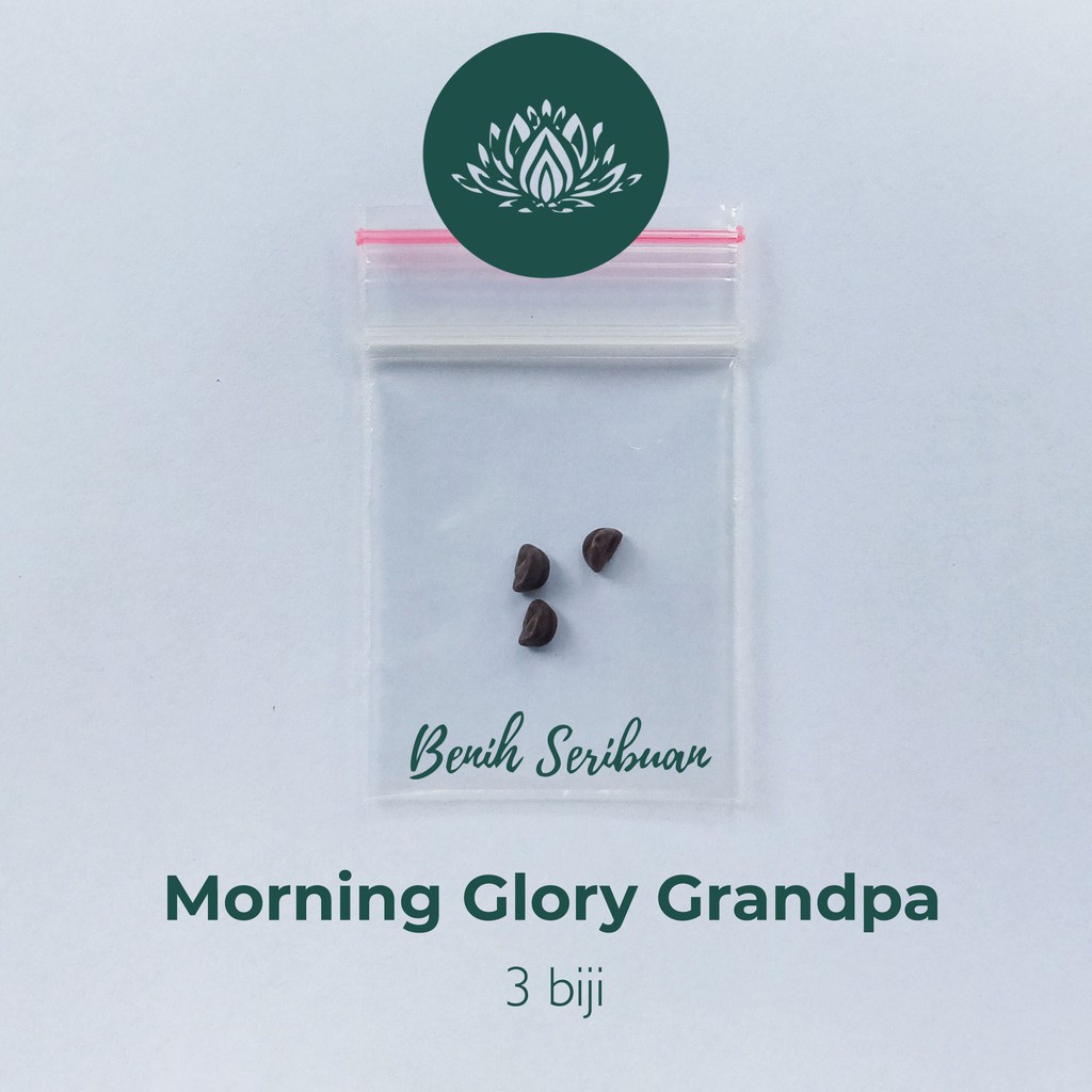 Benih Seribuan - 2 Bibit Bunga Morning Glory Grandpa Unggul