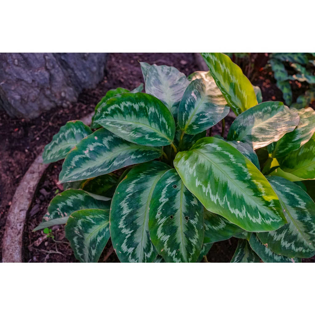 Tanaman Hias Calathea Chimboracensis - Calathe Murah - Bunga Calathea