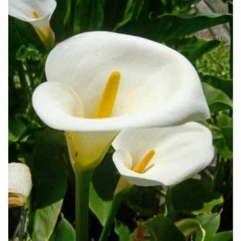 Tanaman Bunga Calla Lily Putih (Berbunga) / White Calla Lilly / Zantedeschia (Berumbi)