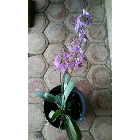 anggrek  bulan doritis