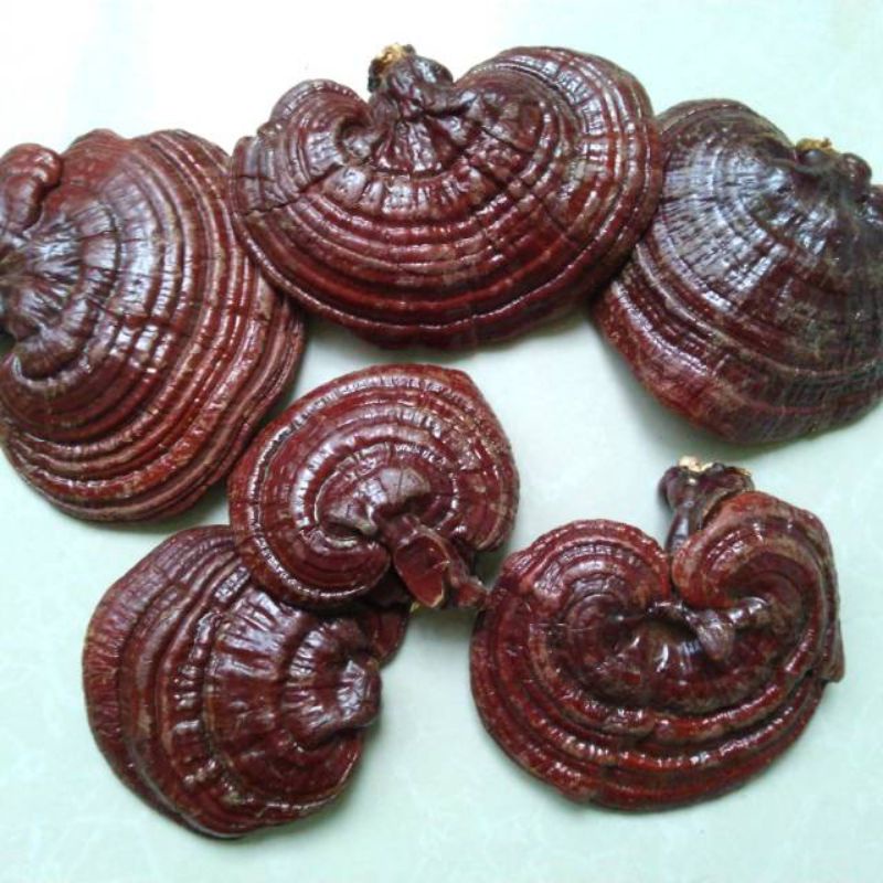 

Jamur lingzhi asli 500 gram/ jamur lingzhi asli