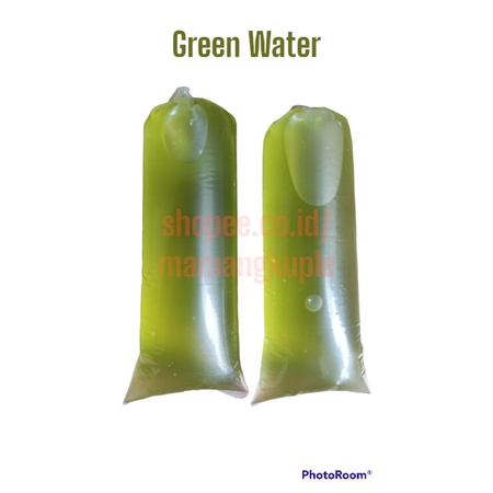 GREEN WATER biasa air hijau / Kutu Air sebagai pakan kutu air atau dm