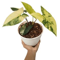 tanaman hias syngonium varigata yellow