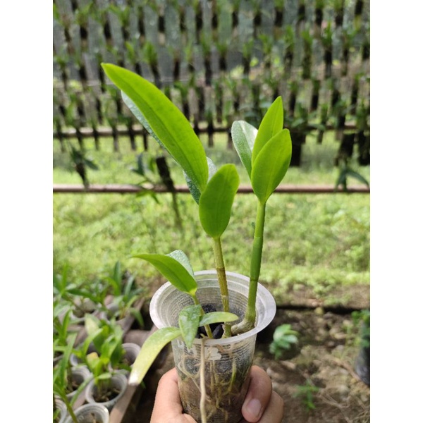 Seedling Dendrobium Primary Hybrid (Den.antennatum x leporinum 'Red Devil')
