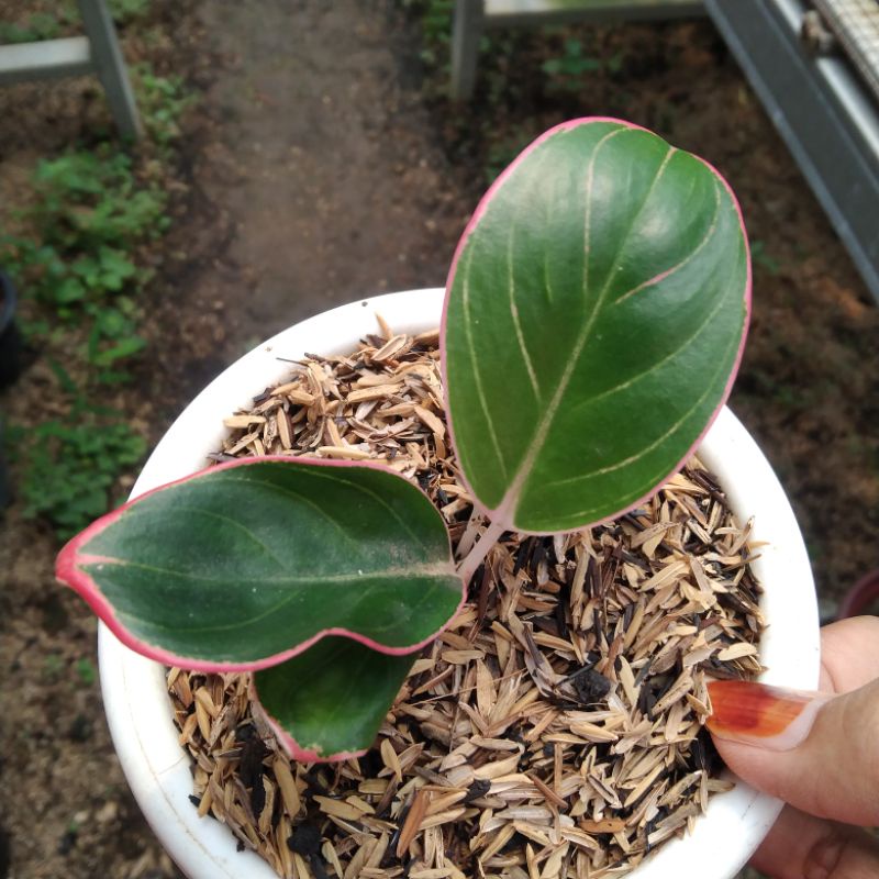 Aglaonema Kanza