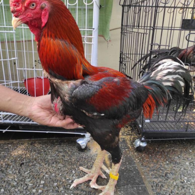 

Terlaris.. telor ayam shamo fertil 0NE